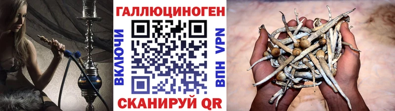 Псилоцибиновые грибы Cubensis  Кунгур 