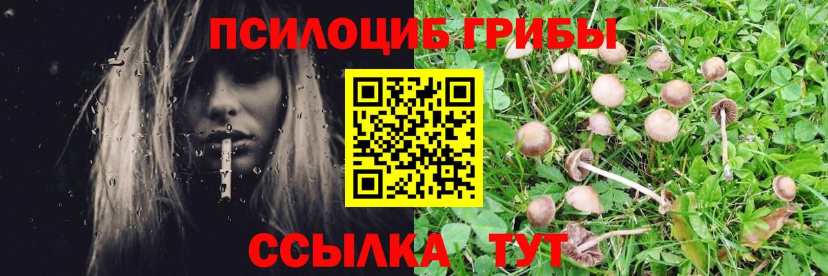 Галлюциногенные грибы Cubensis Кунгур